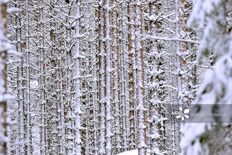 瑞典雪后的松树林图片素材