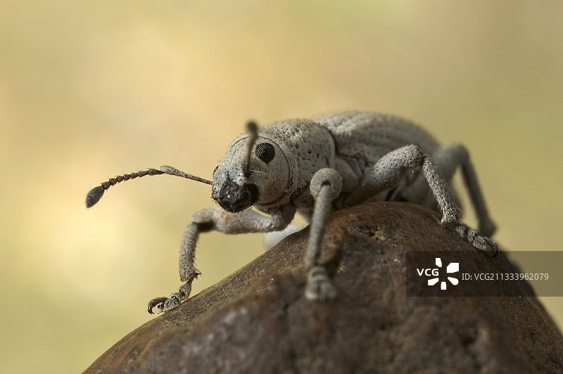 多米尼加共和国的白色象鼻虫图片素材