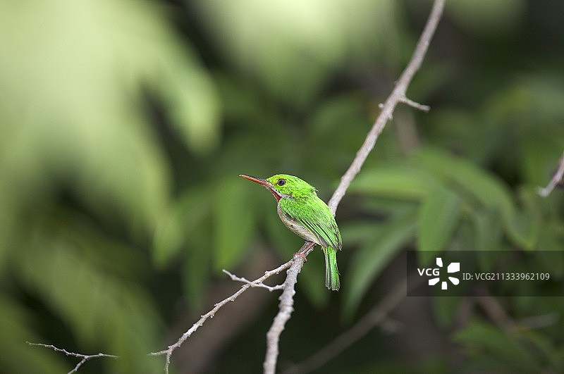 多米尼加共和国树枝上的阔嘴鹟图片素材