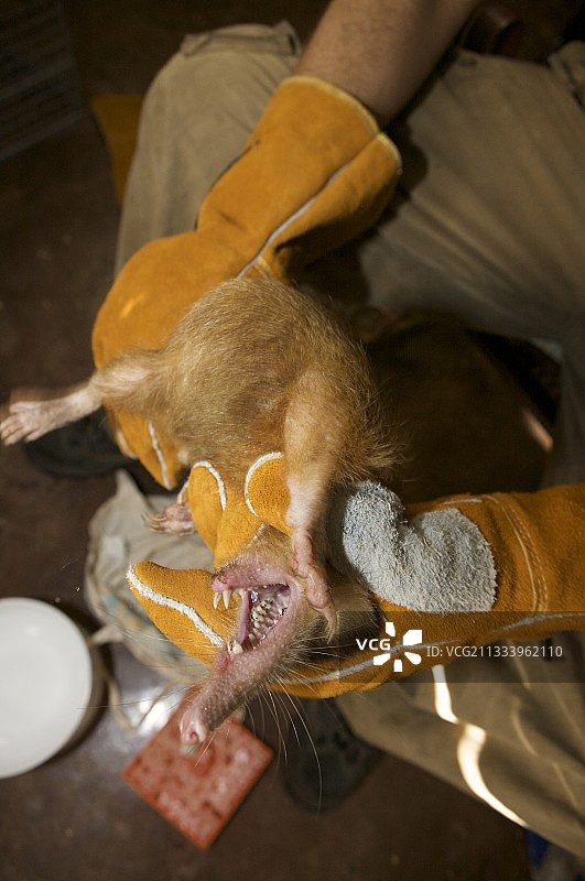 豪尔赫·布罗卡：伊斯帕尼奥拉岛鸟类学会图片素材