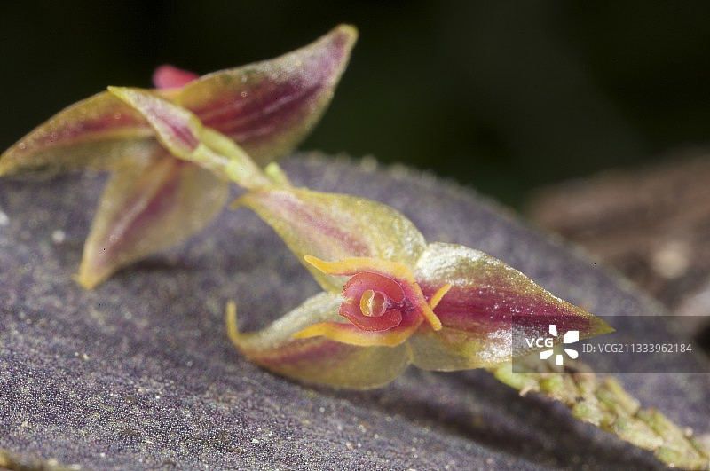 多米尼加共和国的兰花图片素材