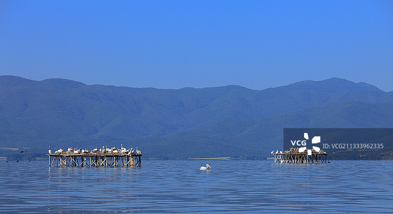 希腊刻里基尼湖人工鸟巢上的卷羽鹈鹕图片素材