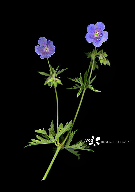 草地上的花图片素材