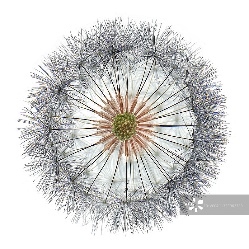 白色背景上的蒲公英瘦果图片素材