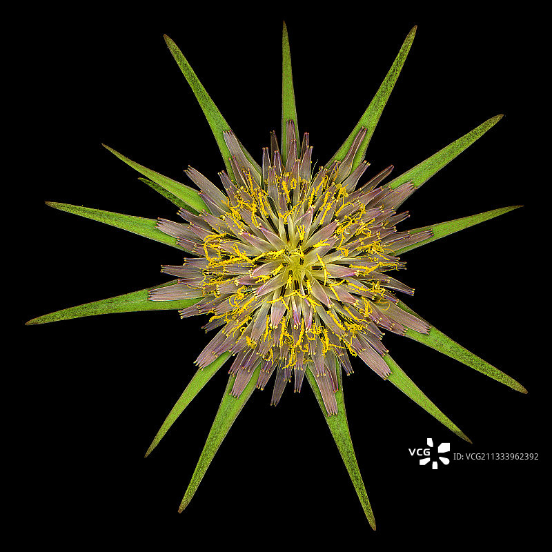 黑色背景上的野生婆罗门参花图片素材