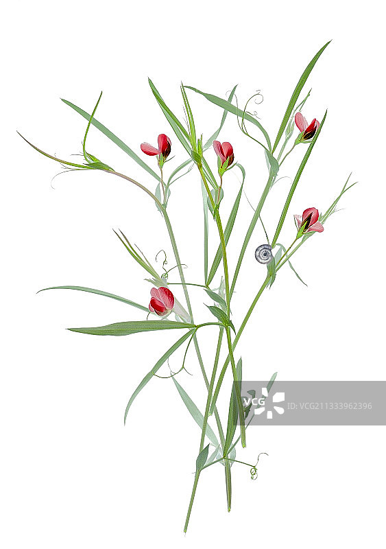白色背景上的草豌豆花图片素材