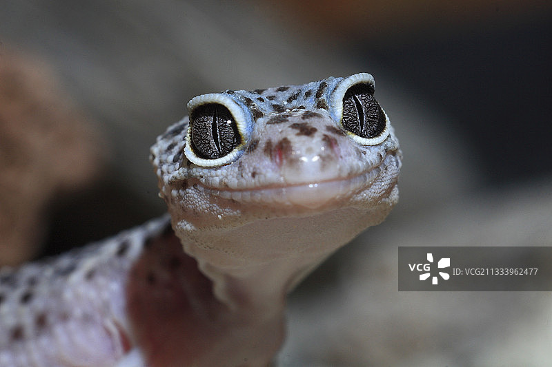 法国饲养箱中的年轻豹纹壁虎肖像图片素材