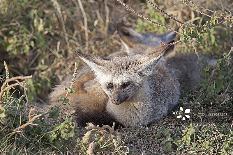 肯尼亚马赛马拉国家自然保护区草原上洞穴旁的蝙蝠耳廓狐图片素材