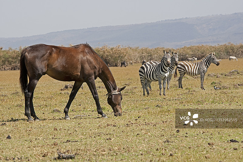 在奈瓦沙湖新月岛斑马中吃草的马球小马图片素材