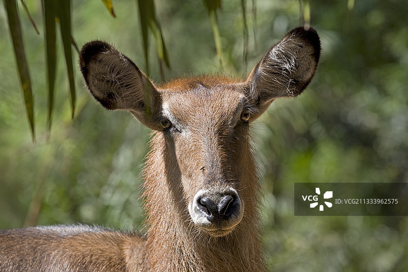 肯尼亚蒙巴萨哈勒公园水池中的水羚图片素材
