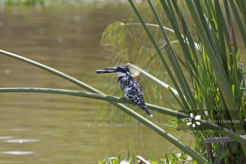 肯尼亚奈瓦沙湖纸莎草上的斑鱼狗和鱼图片素材