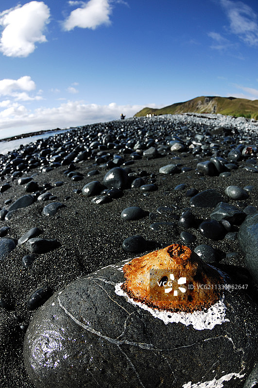 退潮时挂在鹅卵石上的海带须图片素材