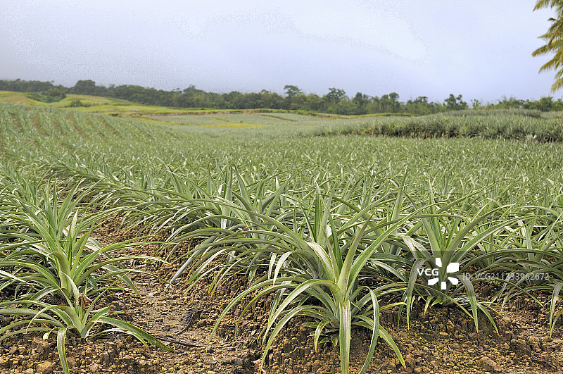 马提尼克种植菠萝图片素材