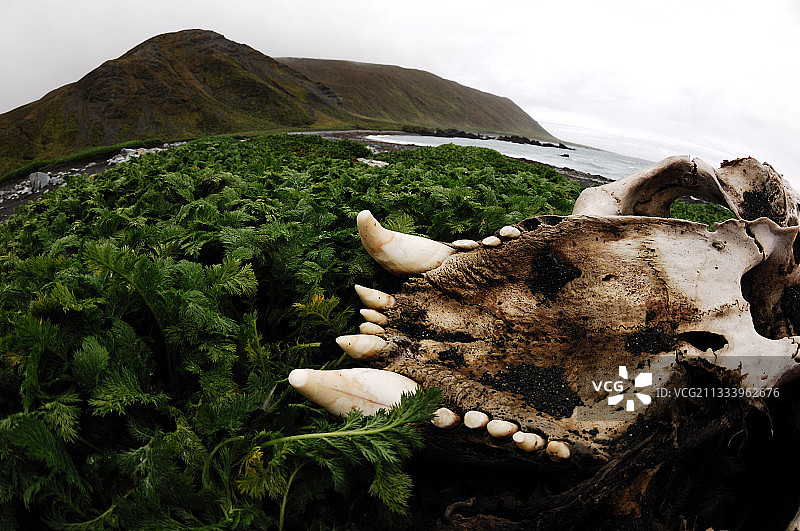 南极景观中的南象海豹头骨图片素材