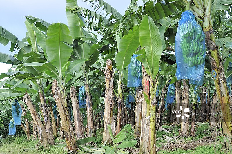 在马提尼克岛种植香蕉树图片素材