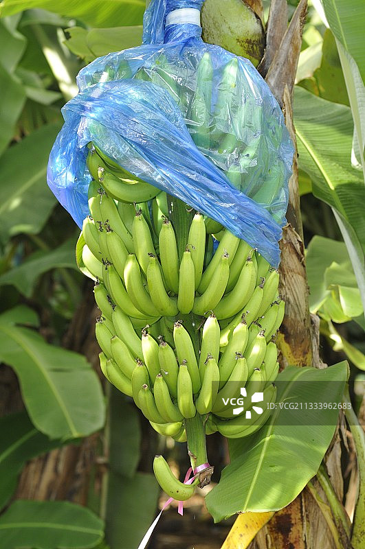在马提尼克岛种植香蕉树图片素材