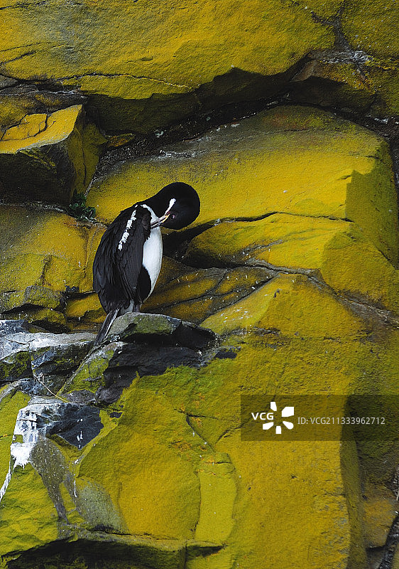 降落在彩色悬崖上的鸬鹚，恩德比岛图片素材