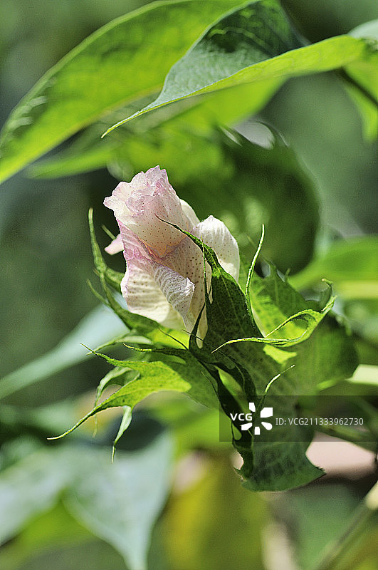 马提尼克岛的棉花图片素材
