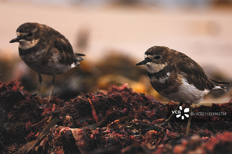 千鸟降落在恩德比岛的藻类上图片素材
