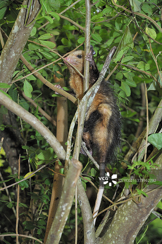 马提尼克树上的黑耳负鼠图片素材