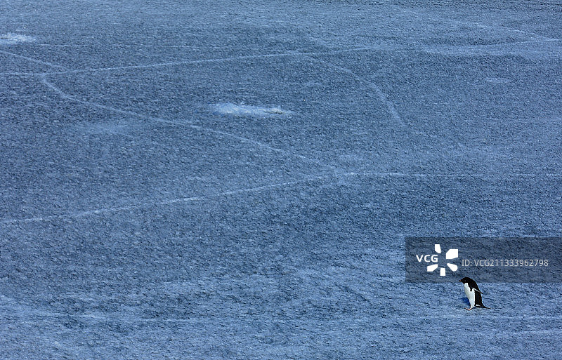 阿德利企鹅在丹尼森角冰冻的湖面上行走图片素材