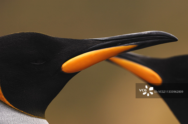 麦夸里岛，国王企鹅的头部和彩色鸟喙图片素材