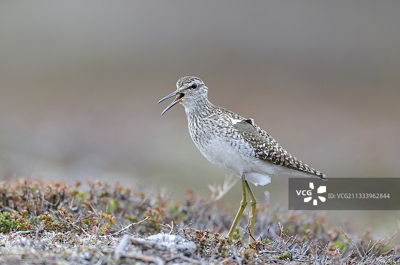 正在啼叫的木鹬图片素材