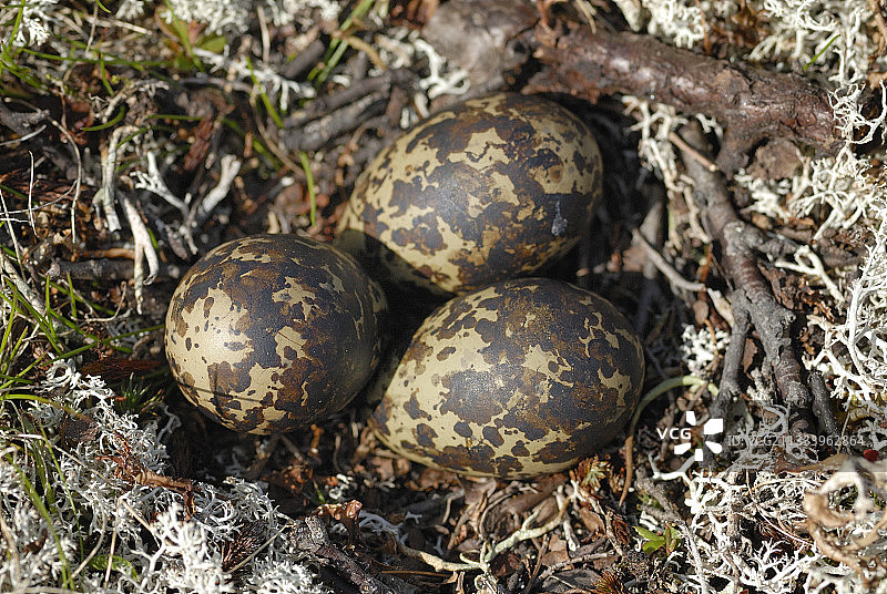 欧亚鸻的卵和巢图片素材