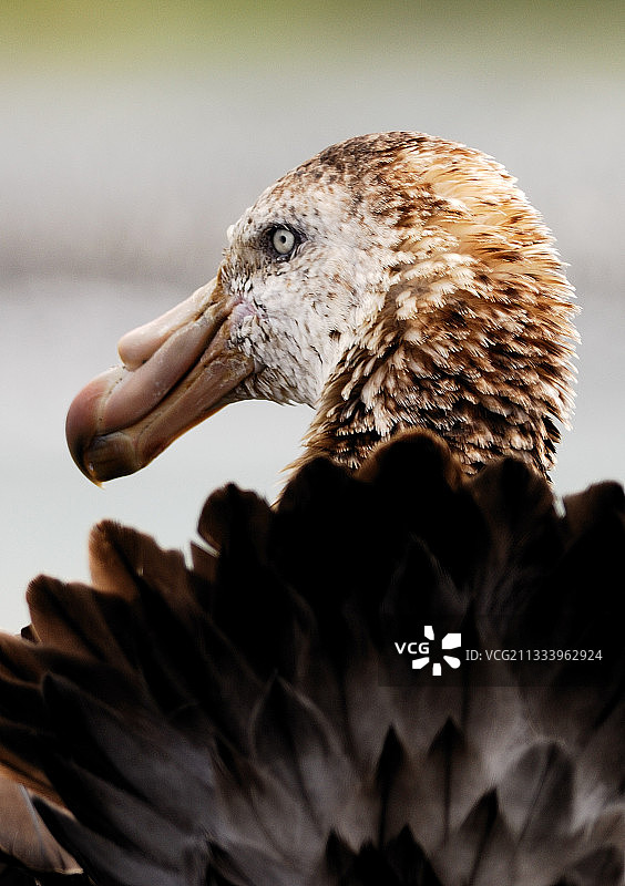 巨海燕头部和羽毛，麦夸里岛图片素材