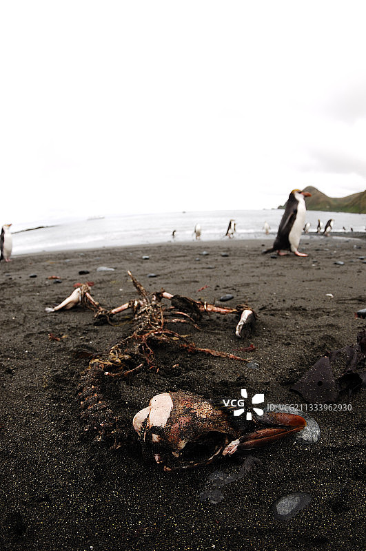 麦夸里岛沙滩上的皇家企鹅骨骼图片素材