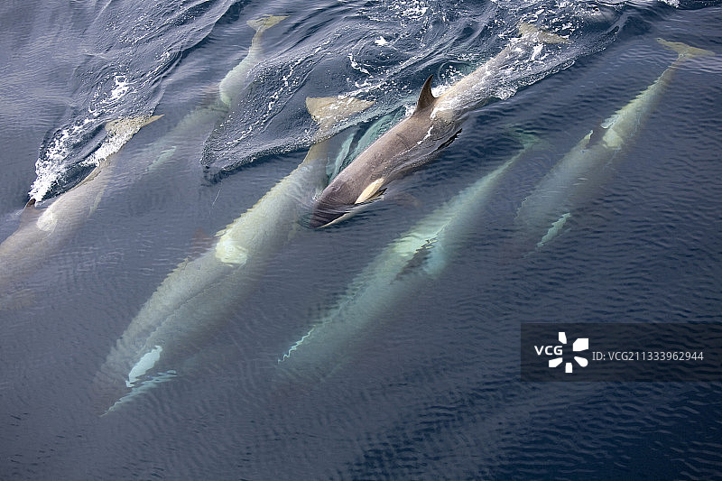 南极半岛格拉赫海峡的虎鲸图片素材
