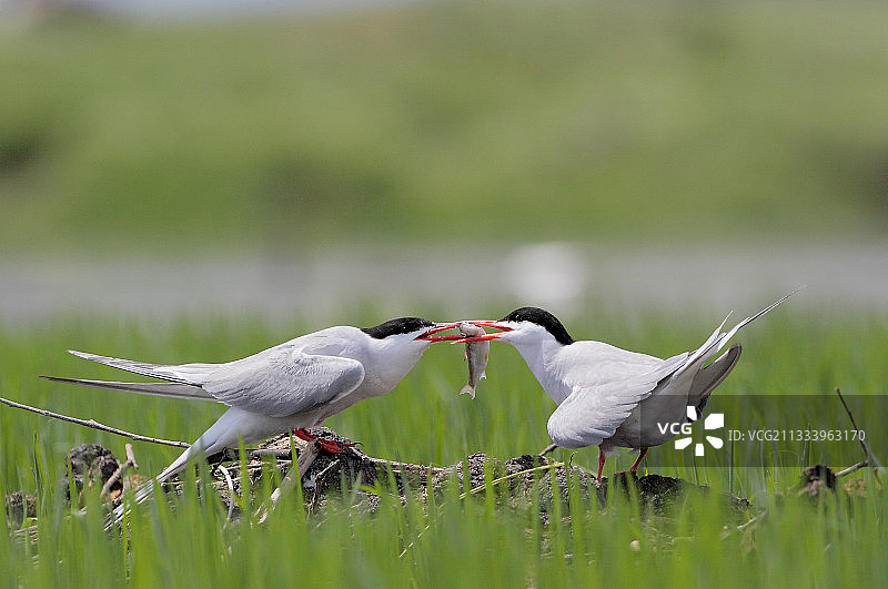 普通燕鸥（雄性）在希腊Kerkini湖喂鱼图片素材