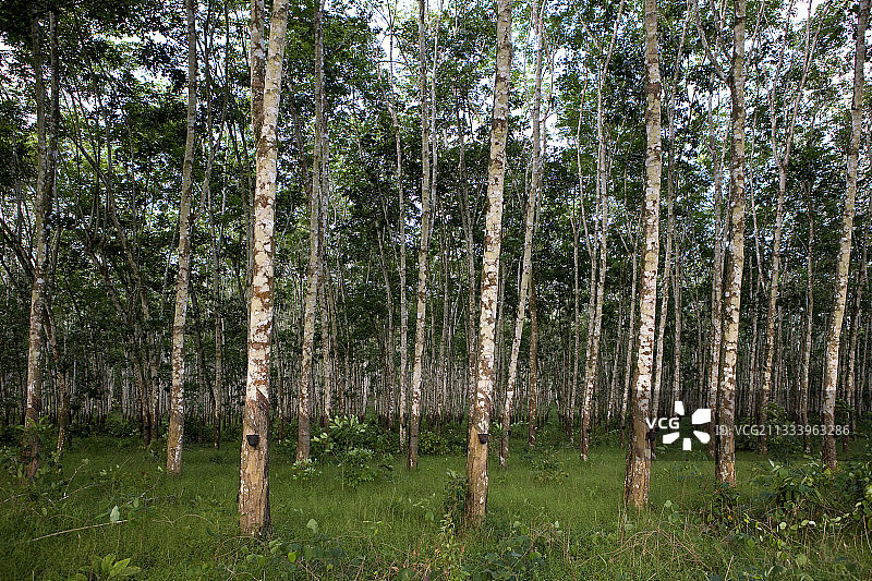 喀麦隆的橡胶园图片素材