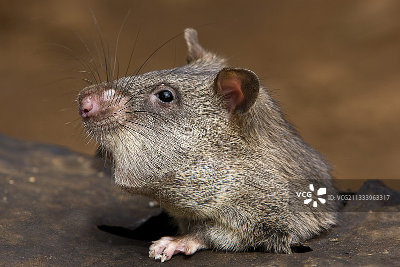 冈比亚鼠喀麦隆图片素材