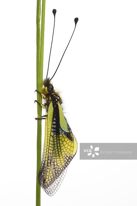 茎上的猫头鹰蛉图片素材