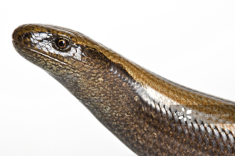 白色背景上的 slow worm 肖像图片素材