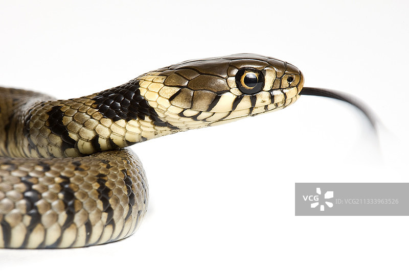 白色背景上的幼年草蛇图片素材