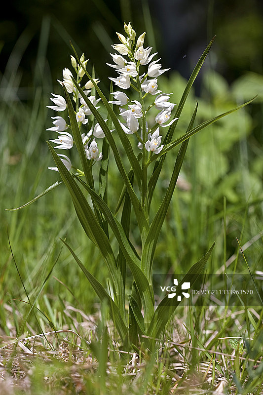 法国普罗旺斯长叶 helleborine图片素材
