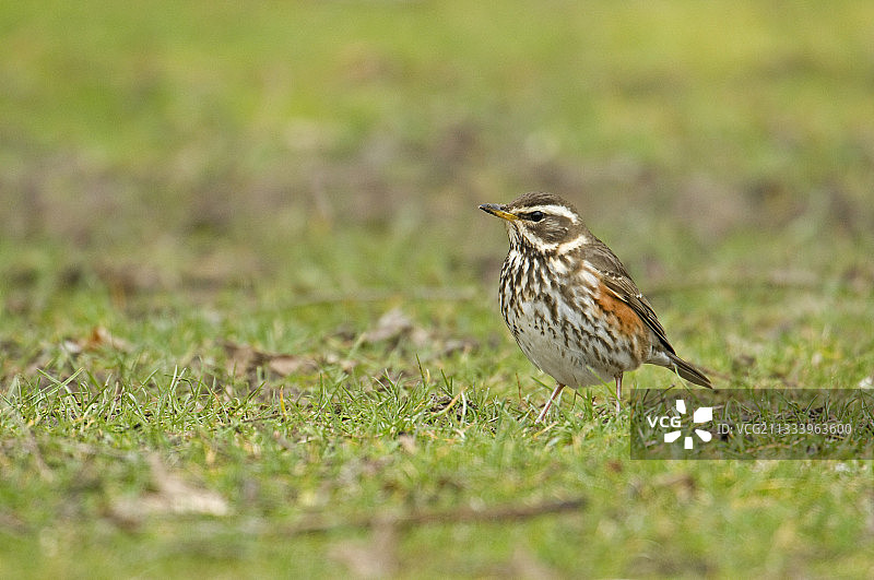 法兰西岛的红翼鸫图片素材