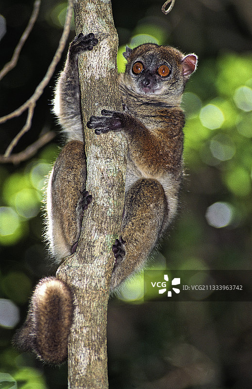 达赖纳运动型狐猴，树干，Analamera马达加斯加图片素材
