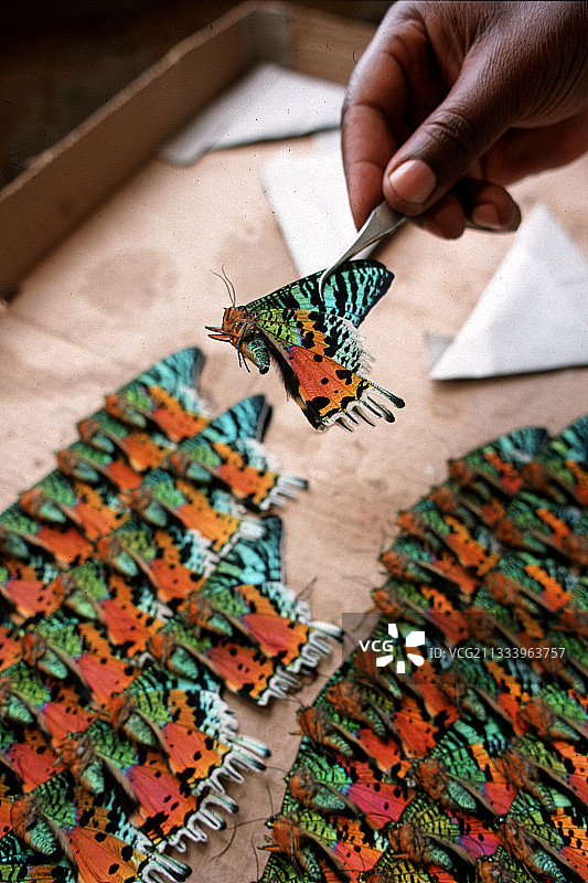 马达加斯加蝴蝶标本图片素材