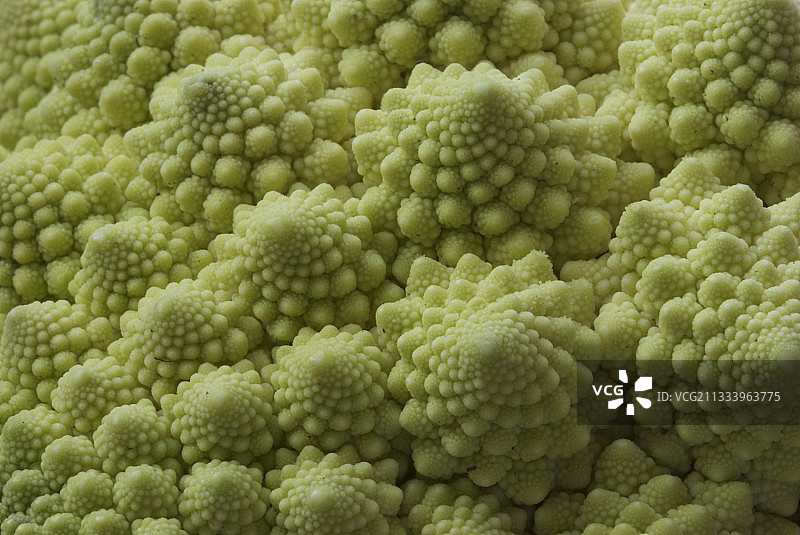 法国阿尔代什罗马花椰菜特写图片素材