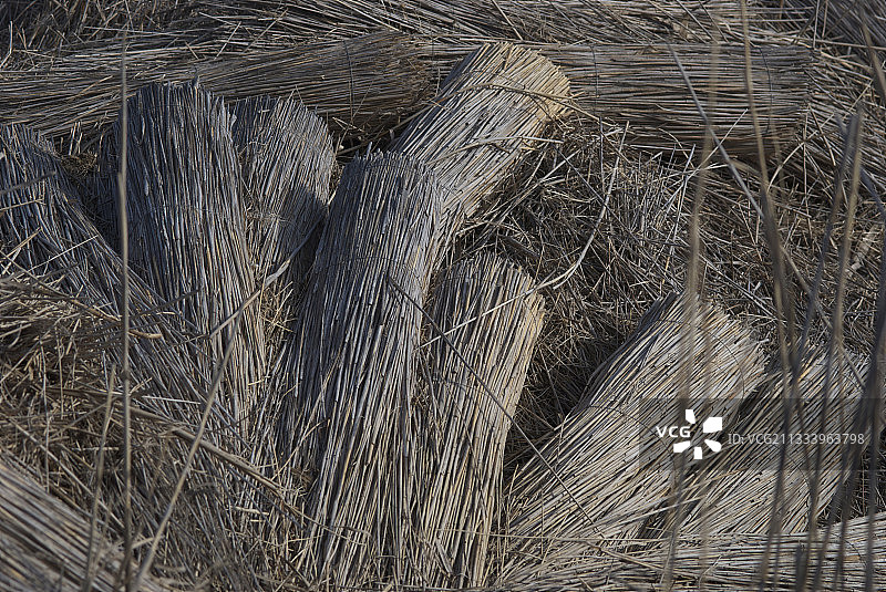 在法国卡玛格切割芦苇图片素材
