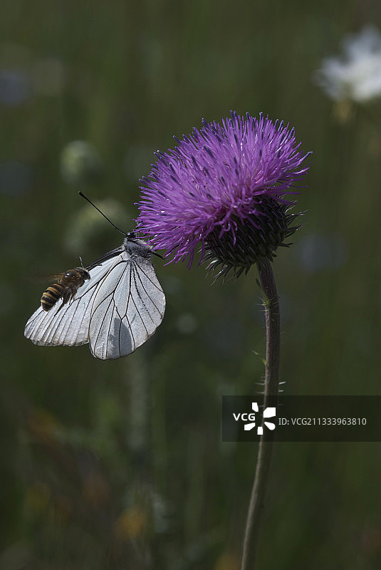 蜜蜂与法国阿尔代什省的白色花朵图片素材