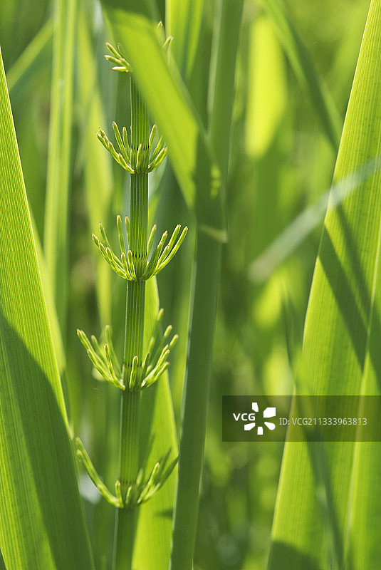 法国孔泰湖岸边的巨型问荆图片素材