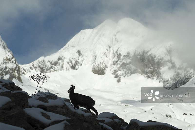 梅康图尔国家公园杰拉斯山岩羚羊图片素材