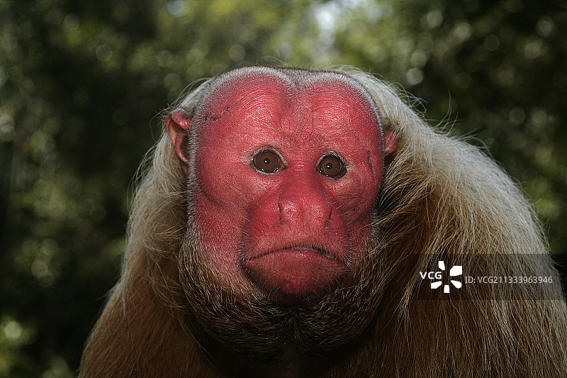 巴西的秃猴肖像图片素材