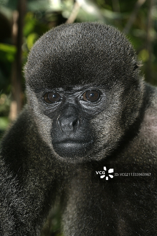 巴西绒毛猴肖像图片素材