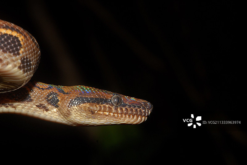 圭亚那珍宝保护区夜间的巴西彩虹蚺图片素材
