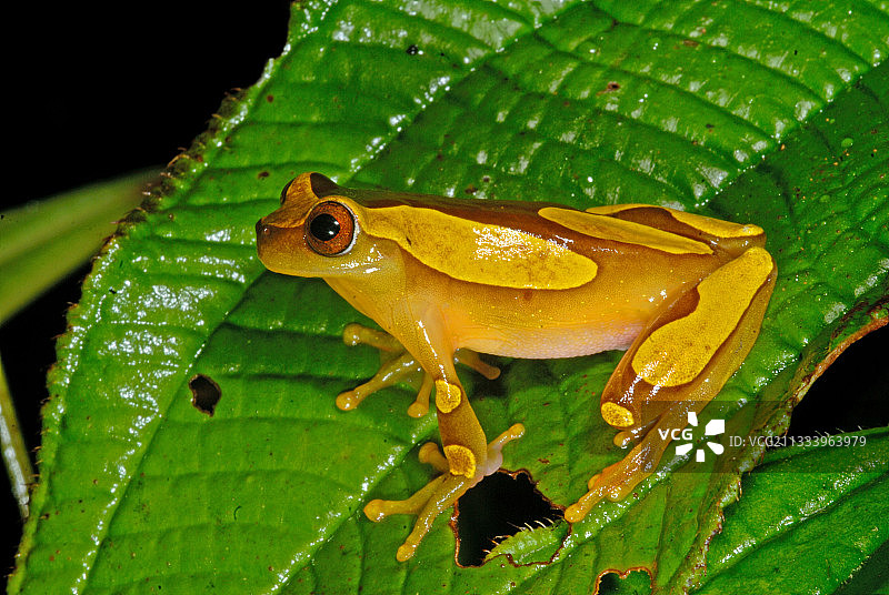 法属圭亚那卡瓦山树叶上的小丑树蛙图片素材